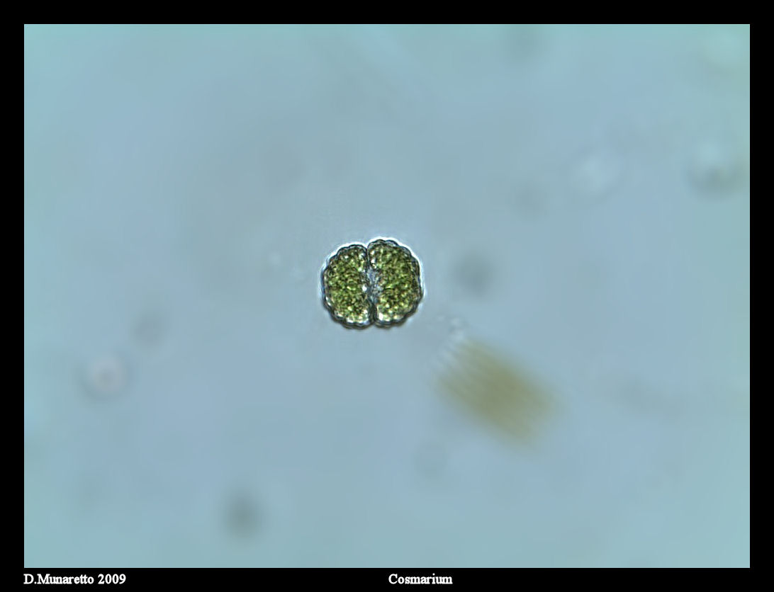 Cosmarium...